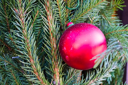 Christmas red ball  on the background of fir branches and woodの写真素材
