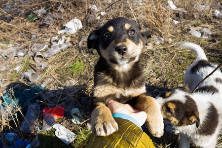 Little funny homeless puppies are played with a manの写真素材
