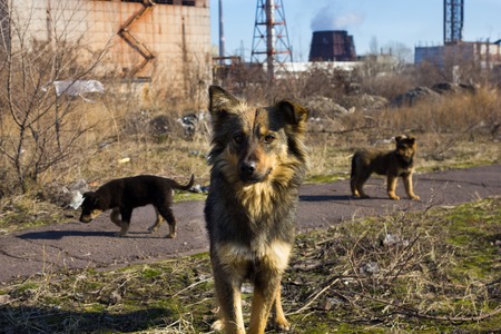 A flock of stray dogs on the background of plant and dump