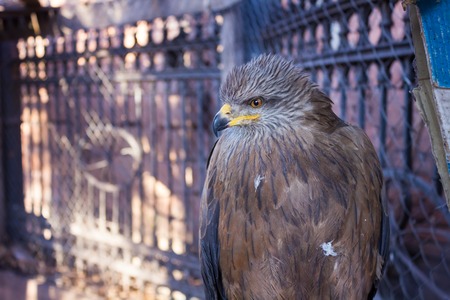 View of funny kite in a cage close up viewの写真素材