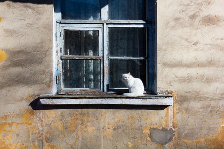 A large fluffy  white cat sitting on an old window and flippersの写真素材