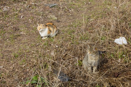 Beautiful fluffy tricolor and gray cat on the and grass