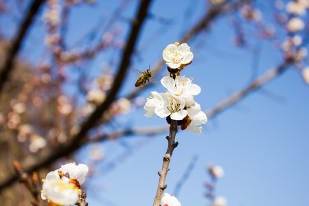 Apple blossom and bee on it in the springの写真素材