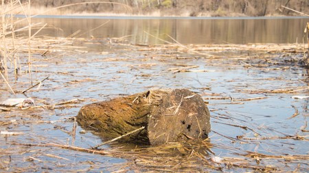 Large log and early spring Coast of the riverの写真素材