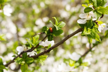 Many small flowers and buds with green leaves on a tree and ladybug in springの写真素材