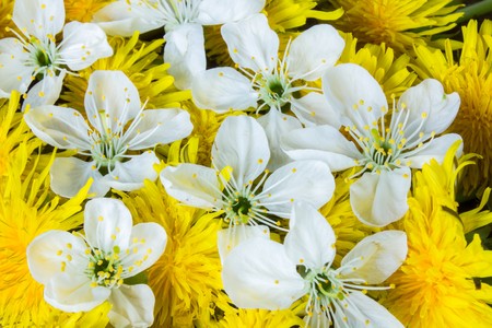 Gentle yellow and white Spring flowers.  Spring background