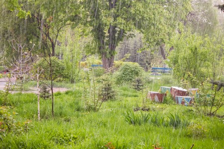 Very heavy downpour in the city park in early springの写真素材