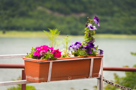 Decorative flowers in the pot at an outdoor cafeの写真素材