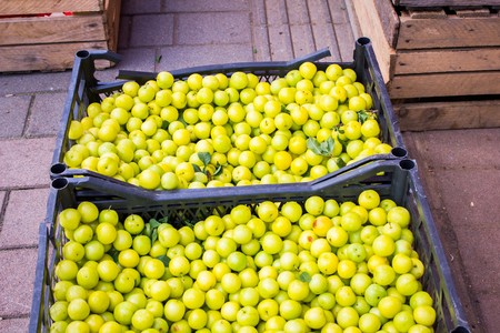 A lot of ripe juicy green apples on the counter of the vegetable marketの写真素材