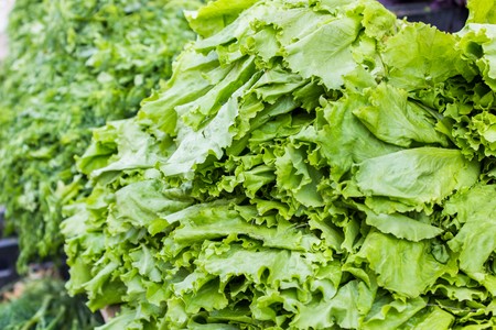 Lush green lettuce on the market close up viewの写真素材