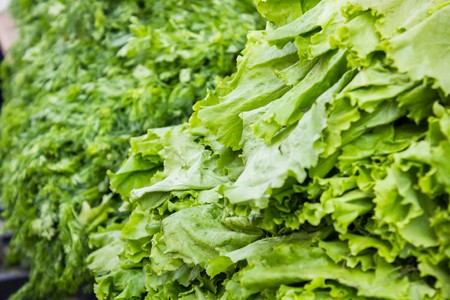 Lush green lettuce on the market close up viewの写真素材