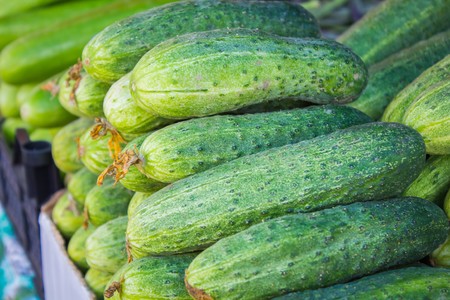 Big juicy ripe cucumbers in a pile on the counter marketの写真素材