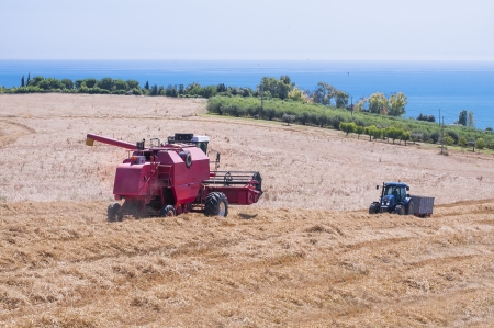 Harvest of barleyの写真素材