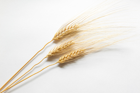 Barley ears on white cardboard, close upの写真素材