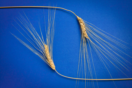 Barley ears composition on blue cardboard, close upの写真素材
