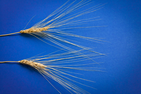Barley ears composition on blue cardboard, close upの写真素材