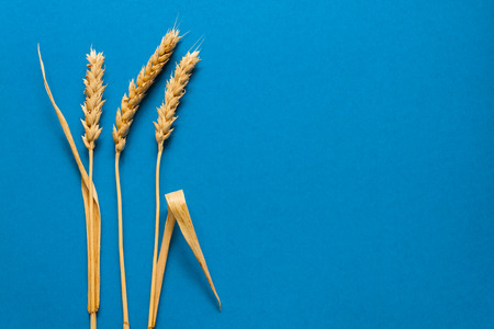 Wheat ears on blue cardboard, close upの写真素材