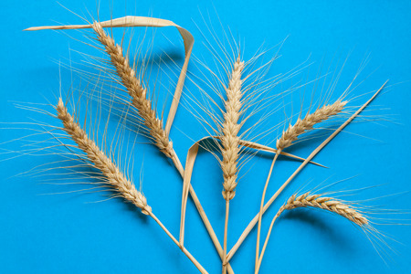 Hard wheat composition on blue cardboard, close upの写真素材