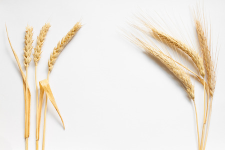 Wheat and rye composition on white cardboard, close upの写真素材