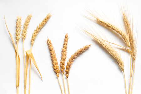 Wheat and rye composition on white cardboard, close upの写真素材