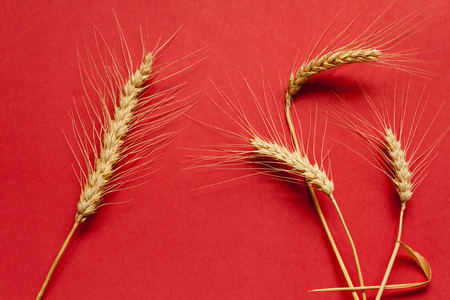 Hard wheat, large and small, on red cardboard, close upの写真素材