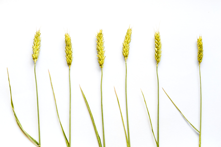 Wheat ears on white background close upの写真素材