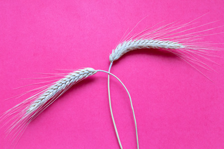 Ripe wheat on pink backgroundの写真素材