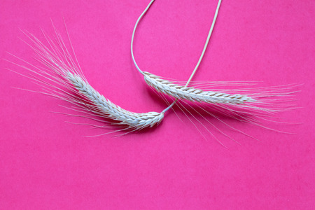 Ripe wheat on pink background close-upの写真素材