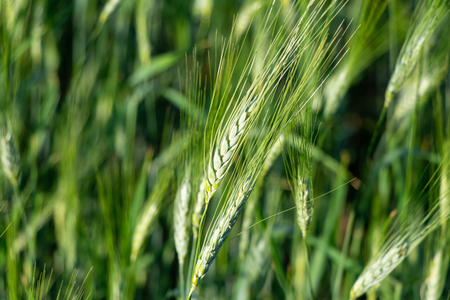 Barley field close-up rural sceneの写真素材