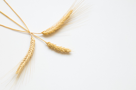 Ripe wheat on white background close-upの写真素材
