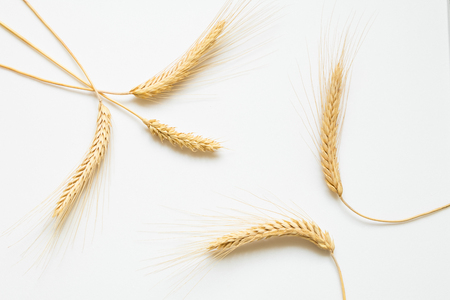 Ripe wheat on white background close-upの写真素材
