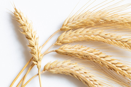 Ripe wheat on white backgroundの写真素材
