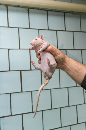 Man caught the bald rat close upの写真素材