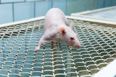 Bald rat sitting on a cage close upの写真素材