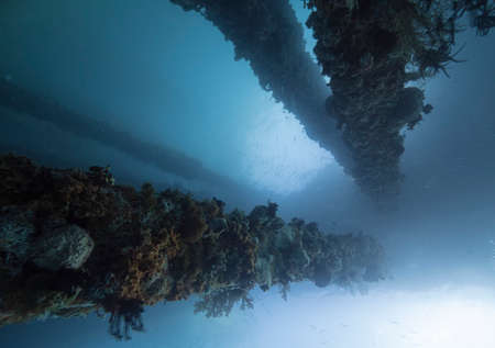 Pier supports full of corals underwater in bright blue ocean background.の写真素材