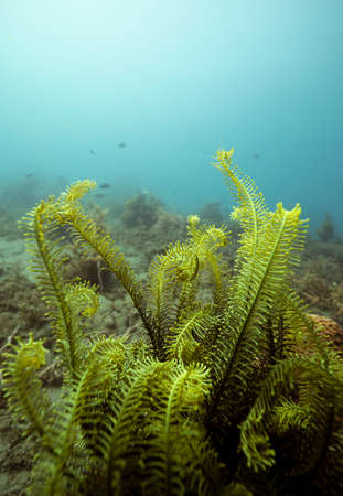 Green feather star crinoids in a coral reef in Dauin, Philippines.の写真素材
