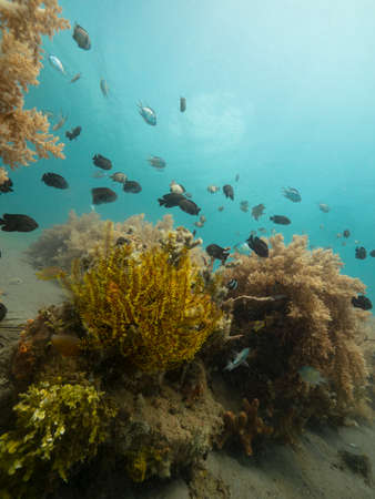 Underwater photo of tropical fishes, feather star crinoids, and other marine life.の写真素材
