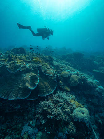 Underwater photo of a coral reef with a scuba diver swimming in blue ocean.の写真素材