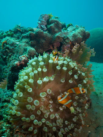 Schools of clownfish observing anemone coral reefsの写真素材