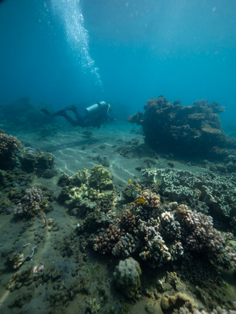 Scuba diver observes turquoise depths of tropical oceanの写真素材