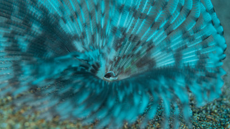 Marine bristleworm on bottom of Southeast Asia oceanの写真素材