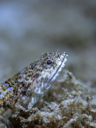 Lizardfish underwater shooting in ocean of Philippines