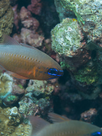 Ostorhinchus aureus swims among rocks in coral reefsの写真素材