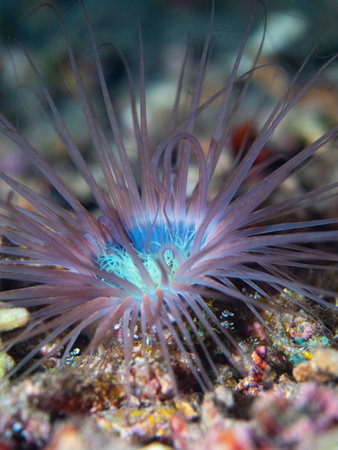 Squat shrimp sits on coral reef on seabed of turquoise seaの写真素材