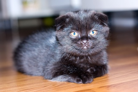 Black&grey scottish fold kitten laying on the floorの写真素材