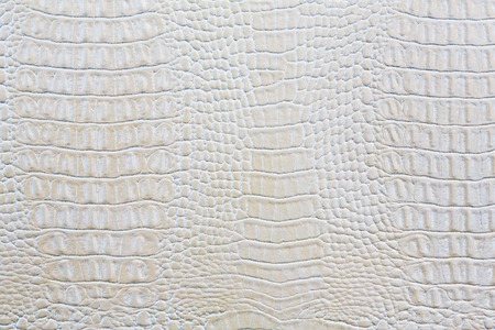 Crocodile skin white leather texture backgroundの写真素材
