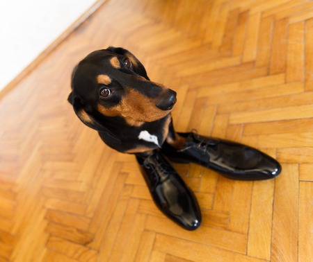 Elegant and funny dachshund dog in leather men shoes on parquetryの写真素材