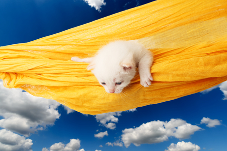 Cute white kitten in a hammock having rest, at blue sky.の写真素材