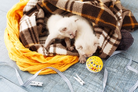 Sweet adorable tiny kittens on a serenity blue wood background play with cat toy and ribbon.の写真素材