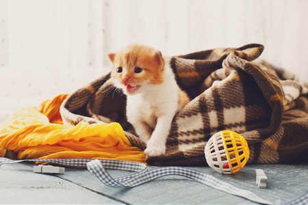 Red orange newborn kitten in a plaid blanket.の写真素材